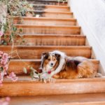 wedding dog on stairs